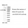 ZKSCAN5 Antibody