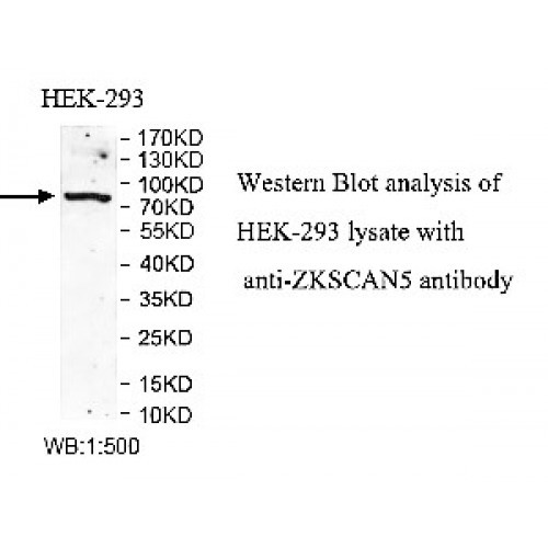 ZKSCAN5 Antibody
