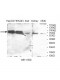 ZNF285A Antibody