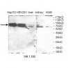 ZNF285A Antibody
