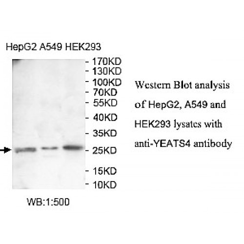 YEATS4 Antibody