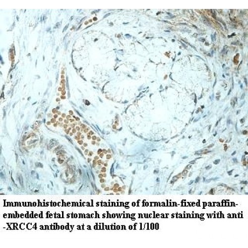 XRCC4 Antibody