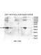 XRCC4 Antibody