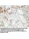 XPNPEP3 Antibody