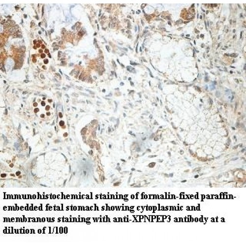 XPNPEP3 Antibody