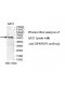 XPNPEP3 Antibody