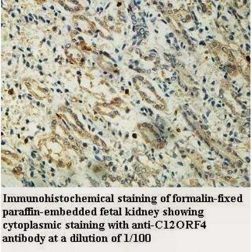 C12orf4 Antibody