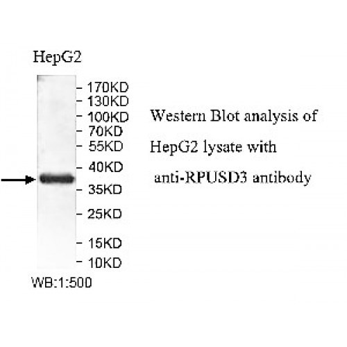 RPUSD3 Antibody