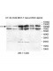 RRM1 Antibody