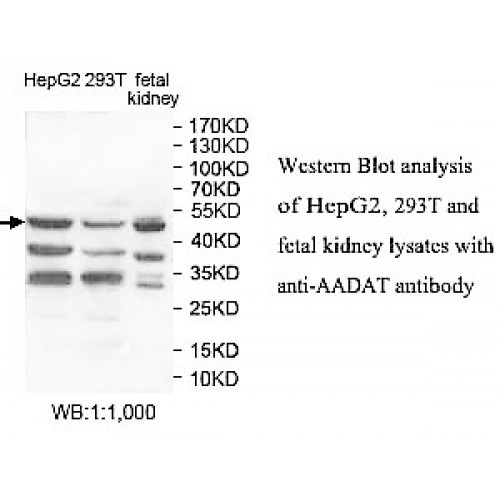AADAT Antibody