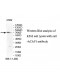 ACAP1 Antibody