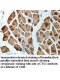 ACTG1 Antibody