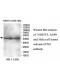 ACTG1 Antibody