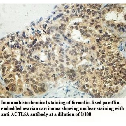 ACTL6A Antibody