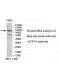 ACTN1 Antibody