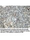 CYTIP Antibody
