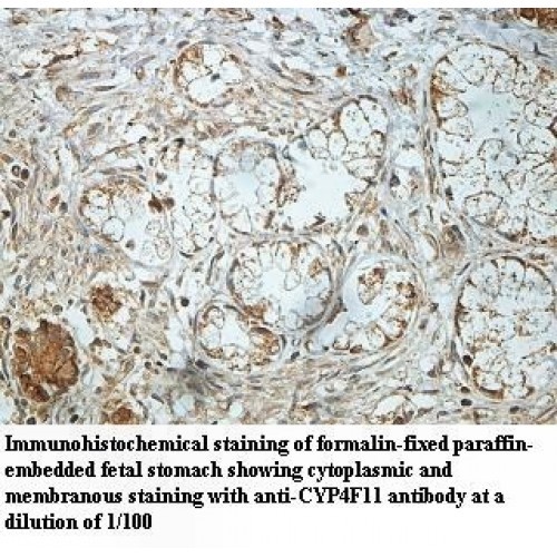 CYP4F1 Antibody
