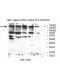 SMC3 Antibody