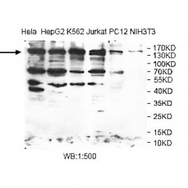 SMC3 Antibody