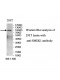 SMEK1 Antibody