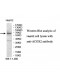 ACOX2 Antibody