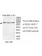 DARS2 Antibody
