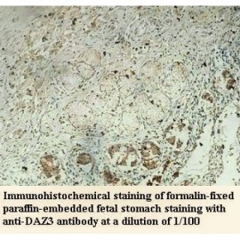 DAZ3 Antibody