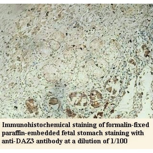 DAZ3 Antibody