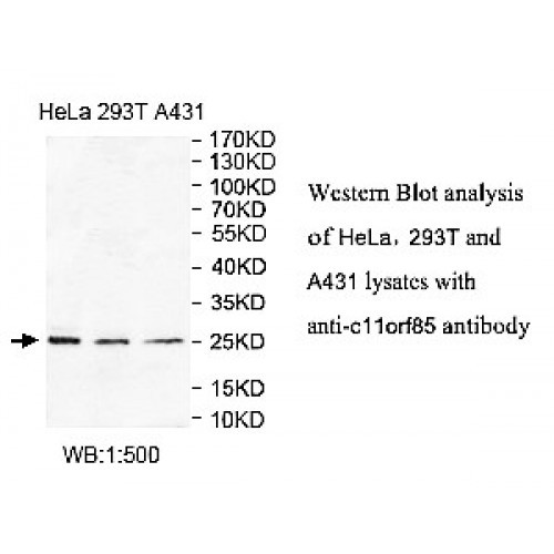 C11orf85 Antibody