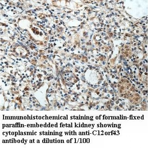 C12orf43 Antibody