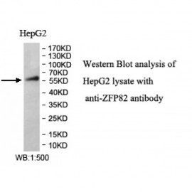 ZFP82 Antibody