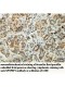 XPNPEP1 Antibody