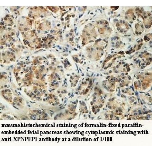 XPNPEP1 Antibody