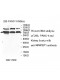 XPNPEP1 Antibody