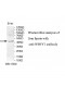 WDFY1 Antibody