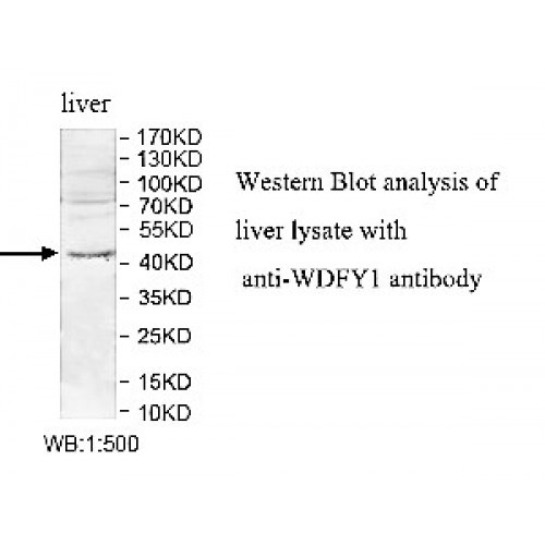 WDFY1 Antibody