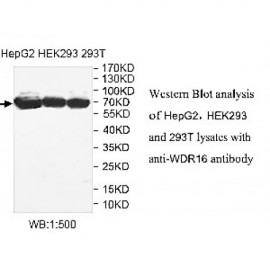 WDR16 Antibody