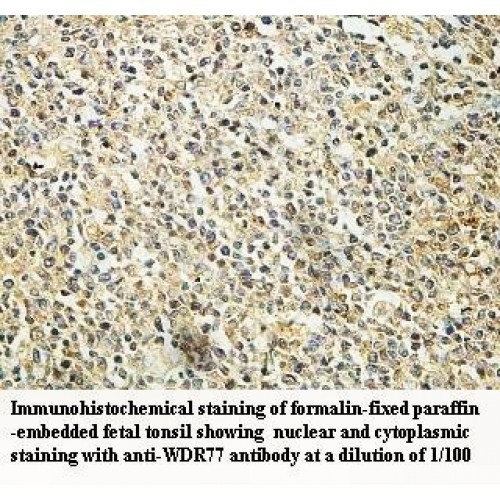 WDR77 Antibody