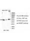 WDR77 Antibody