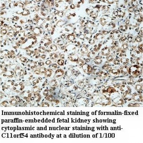 C11orf54 Antibody