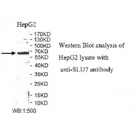 SLU7 Antibody