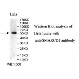 SMARCD1 Antibody