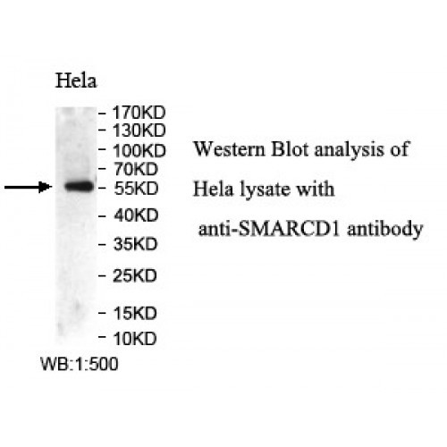 SMARCD1 Antibody