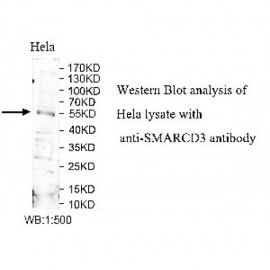SMARCD3 Antibody