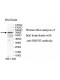 SMPD3 Antibody