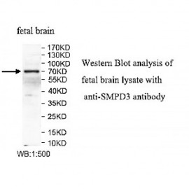 SMPD3 Antibody