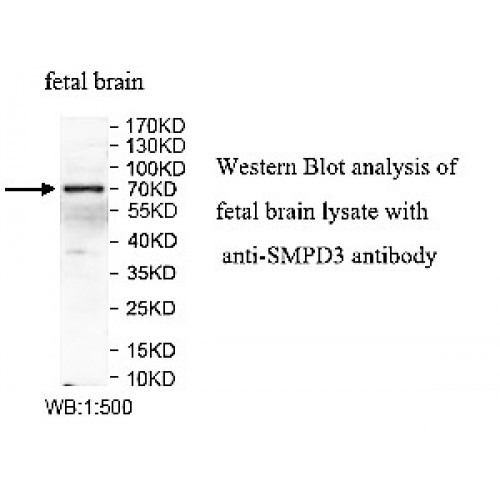 SMPD3 Antibody