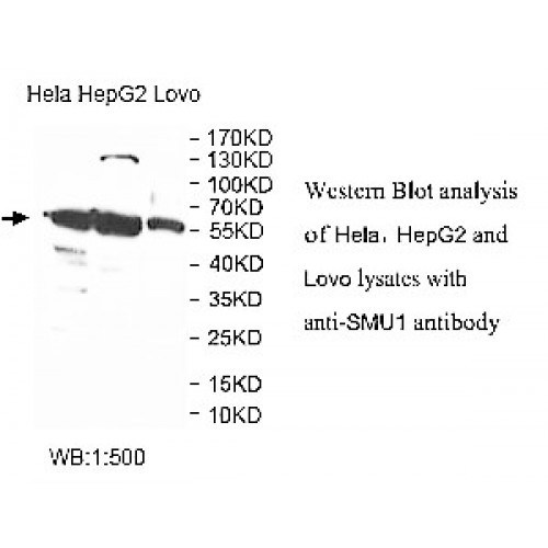 SMU1 Antibody