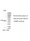 ABHD5 Antibody