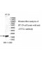 CYTL1 Antibody